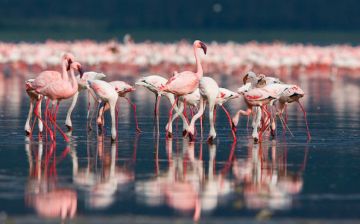 Come raggiungere e cosa sapere sulle Saline di Trapani e Marsala - 5